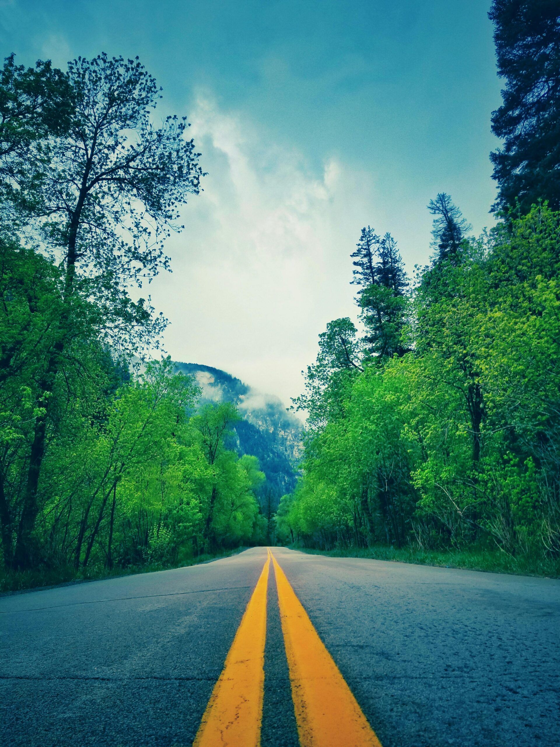 A serene road flanked by lush green trees and mountain views in summer.